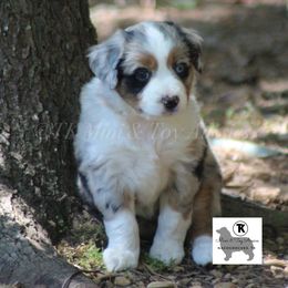 Australian Shepherd, Miniature Australian Shepherd, and Toy Australian Shepherd Puppies from TK Standard, Mini, & Toy Aussies
