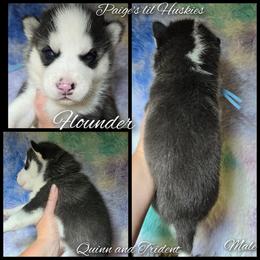 Flounder - Black and white male Siberian Husky puppy in Bloomfield, Indiana from Paiges lil huskies