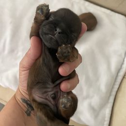 Boy 1 - Red male Shih Tzu puppy in Lansing, Michigan from Cherie’s Purebred Shih Tzu’s