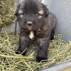 Aussiedoodle and Sarplaninac Puppies from Pesky Redneck Mini Ranch
