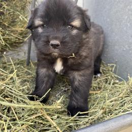 Aussiedoodle and Sarplaninac Puppies from Pesky Redneck Mini Ranch