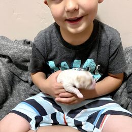 Bernedoodle and Cavapoo Puppies from Sugar Doodles Pups