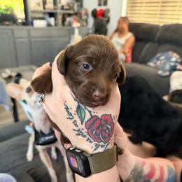 Brownie - Chocolate female Dachshund puppy in Pahrump, Nevada from Jedi Weiner Ranch