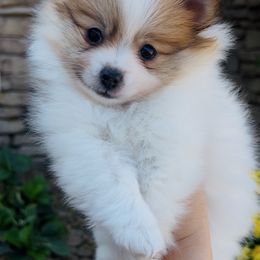 Sugar - Tri-colored female Pomeranian puppy in Neosho, Missouri from Lucky Poms