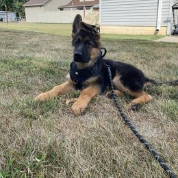 German Shepherd Puppies from Ewig Krieger Kennels