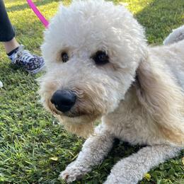 Gabana - Poodle