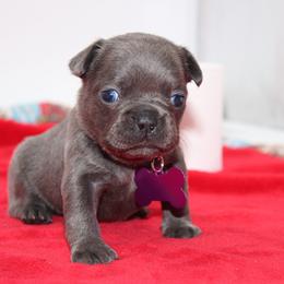 Minnie riperton - Blue female French Bulldog puppy in San Diego, California from Forbes List Frenchies