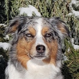 Cameo - Australian Shepherd