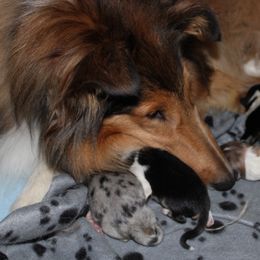 Collie Puppies from Otter Point Collies