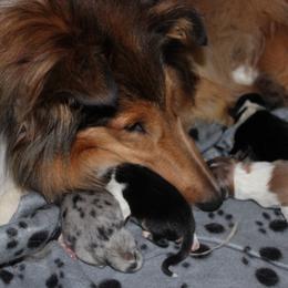 Collie Puppies from Otter Point Collies