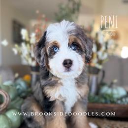 Peni - Blue merle female Bernedoodle puppy in Temecula, California from Brookside Bernedoodles