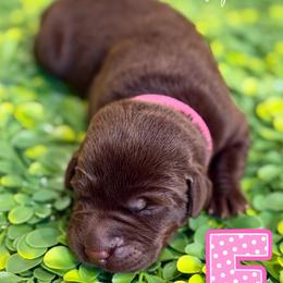 Pink Female - Chocolate female Labrador Retriever puppy in Carrollton, Virginia from Southern Heritage Retrievers