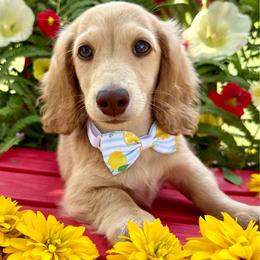 Scrabble - Cream male Dachshund puppy in Michigan from Hidden Haven Dachshunds