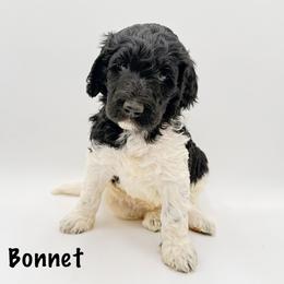 Bonnet - Parti female Goldendoodle puppy in Milford, Pennsylvania from Doodles Are Golden