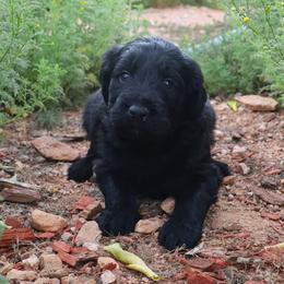 Aussiedoodle, Goldendoodle, and Labradoodle Puppies from Loving Doodle