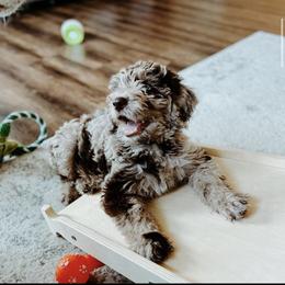 Labradoodle Puppies from Raising Doodles