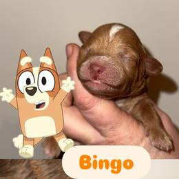 BINGO - Apricot male Goldendoodle puppy in Etna, California from SRS Goldendoodles