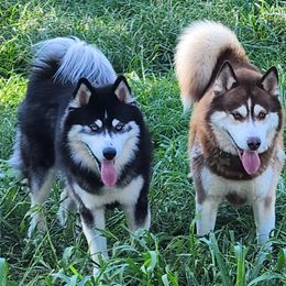 Siberian Husky All Grown Up from Boden Breeding