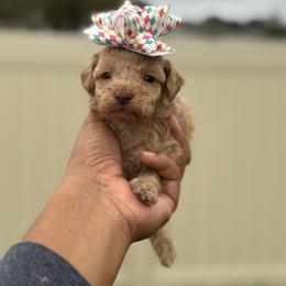 Marshmallow - Apricot male Poodle puppy in Deltona, Florida from Poodles by CNC