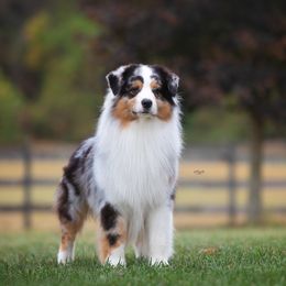 Australian Shepherd and Cavalier King Charles Spaniel All Grown Up from FairWilde