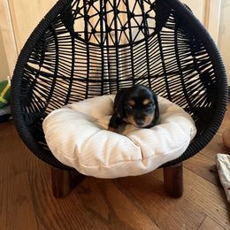 Dachshund Puppies from Scenic City Dachshunds