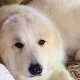 Great Pyrenees from Nancy Carr's Great Pyrenees