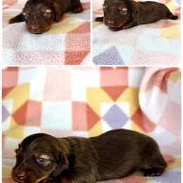 Boy 2 - Chocolate and tan male Dachshund puppy in Oklahoma from Red Oak Long Dogs