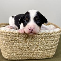 Anna - Black tri-color female Aussiedoodle puppy in Adams, Nebraska from Boxcar Doodles and Poodles