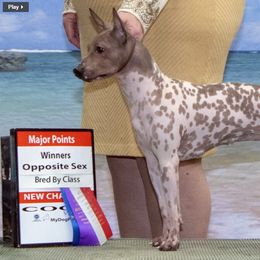 Butters - American Hairless Terrier
