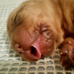 Dogue de Bordeaux Puppies from GingerHaus DDB