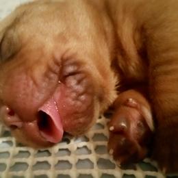 Dogue de Bordeaux Puppies from GingerHaus DDB