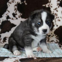 Teal - Black and white male Siberian Husky puppy in York, Pennsylvania from Spalla Pups