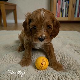 Bentley - Red male Cavapoo puppy in Miami, Florida from Mario’s Pups