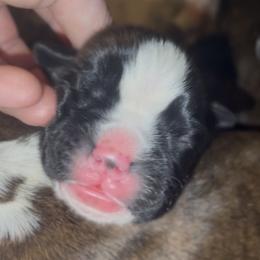 Rorschach's Pick Me - Brindle male Boxer puppy in Seward, Nebraska from Rorschach Boxers