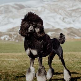 North - Poodle