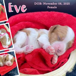 Eve - Blenheim female Cavalier King Charles Spaniel puppy in El Dorado Springs, Missouri from Cavish's Missouri Cavaliers, Cavapoos, and Miniature Poodles