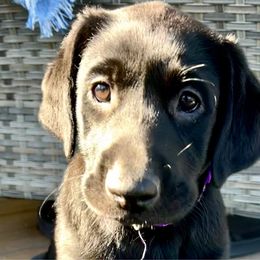 Pinky - Black female Labrador Retriever puppy in Sandpoint, Idaho from Allen Sunnyside AKC Labs