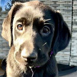Pinky - Black female Labrador Retriever puppy in Sandpoint, Idaho from Allen Sunnyside AKC Labs