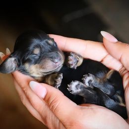 Dachshund puppies from Hidden Hills Dalmatians