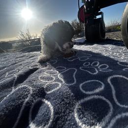 Zenobia - Parti female Poodle puppy in Berkeley, California from Poodle Parade