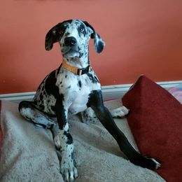 Great Dane Puppies from Dynamic Danes