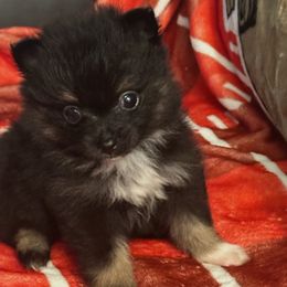 Smoke - Black male Pomeranian puppy in Kansas City, Missouri from S&K Pomeranians