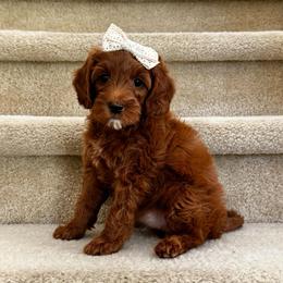 Girl 2 - Red  female Goldendoodle puppy in Elk Grove, California from Doodles by Faith