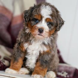 Tiger - Merle male Bernedoodle puppy in Dundee, Ohio from Down Home Doodle