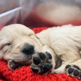 Golden Retriever Puppies from Great Lakes Golden Retreivers