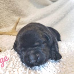 Girl 1 - Black Labrador Retriever puppy in Summit Point, West Virginia from Syrius Dog