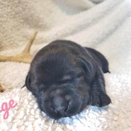 Girl 1 - Black Labrador Retriever puppy in Summit Point, West Virginia from Syrius Dog
