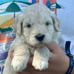 Light Blue - Cream male Goldendoodle puppy in Holland, Michigan from WAG 52nd