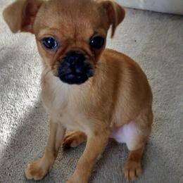 Bernese Mountain Dog and Brussels Griffon Puppies from Brooks Berner Bears