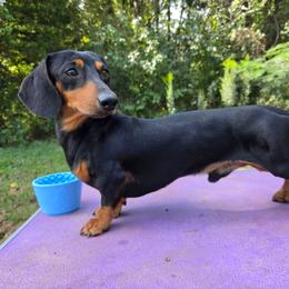 Arlo - Dachshund